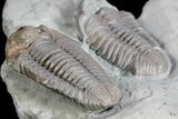 Bargain, Two Flexicalymene Trilobites - Ohio #74720-5